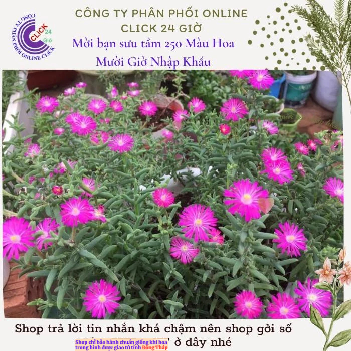 [Cây hoa k phải hạt] Combo 5 Cây Hoa Mười Giờ Nam Phi Đẹp Lạ Mắt Giống Chuẩn MM Market