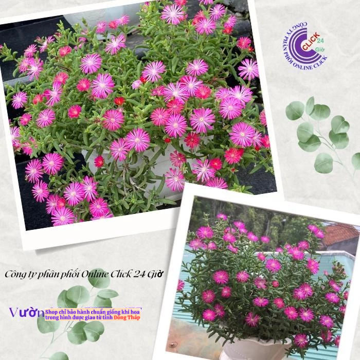 [Cây hoa k phải hạt] Combo 5 Cây Hoa Mười Giờ Nam Phi Đẹp Lạ Mắt Giống Chuẩn MM Market