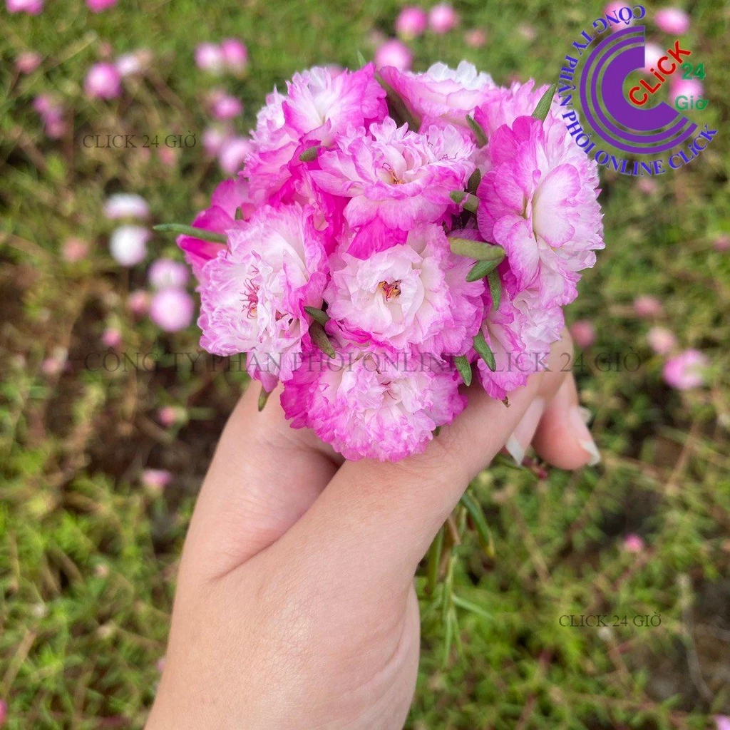 Cành Giống Hoa Mười Giờ Thái Kép MÀU TRẮNG VIỀN TÍM MỚI Cành Tơ Siêu Khỏe Ra Rễ Sau 3 Ngày  MM Market