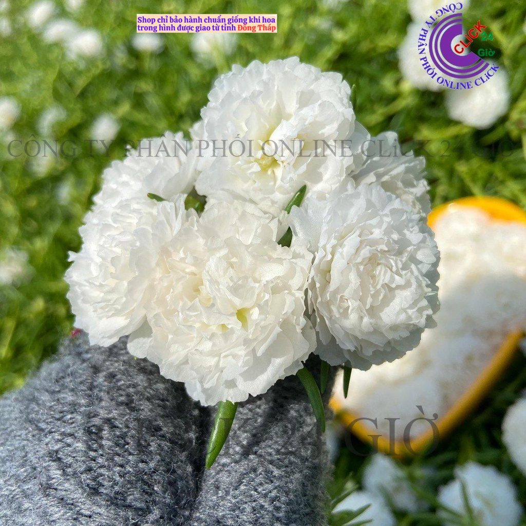 Cành Giống Hoa Mười Giờ Thái Kép MÀU TRẮNG Cành Tơ Siêu Khỏe Ra Rễ Sau 3 Ngày  MM Market