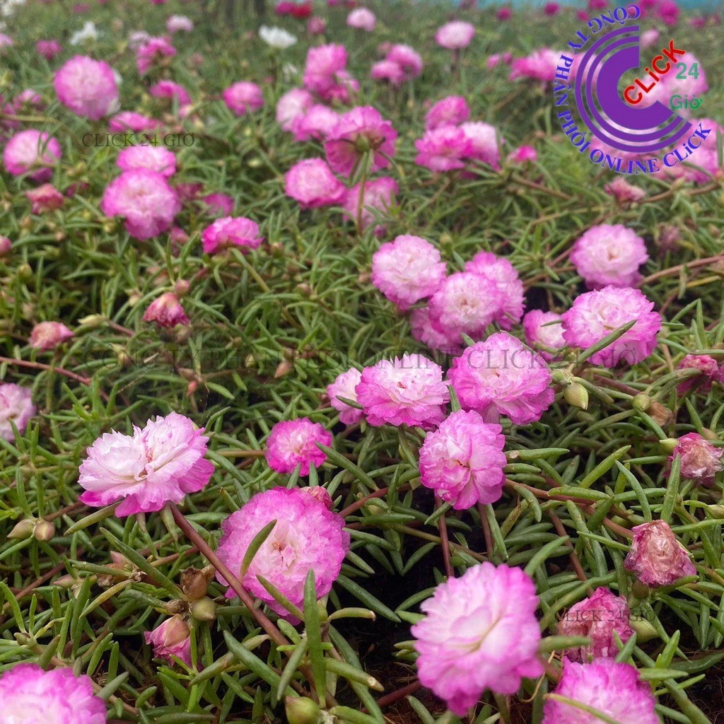 Cành Giống Hoa Mười Giờ Thái Kép MÀU TRẮNG VIỀN TÍM MỚI Cành Tơ Siêu Khỏe Ra Rễ Sau 3 Ngày  MM Market