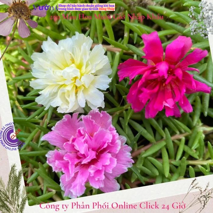 500g Cành Giống Hoa Mười Giờ Tua Cánh Cúc Đủ 3 Màu Mới Lạ Tuyệt Đẹp MM Market