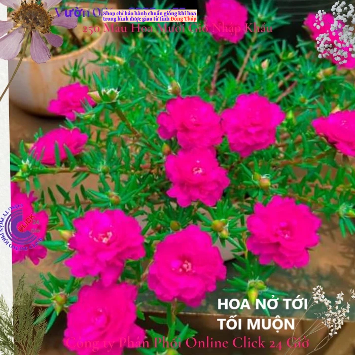 Hoa Mười Giờ 500g Combo 5 loại Cánh Kép NỞ CẢ NGÀY Đẹp Rực Rỡ MM Market