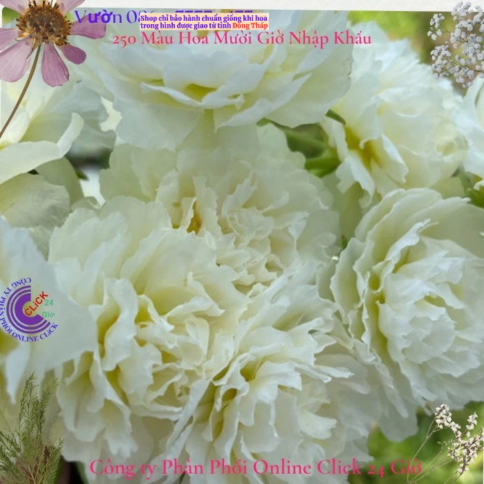 Cành Hoa Mười Giờ Trắng Bạc Hà Đẹp Tuyệt MM Market