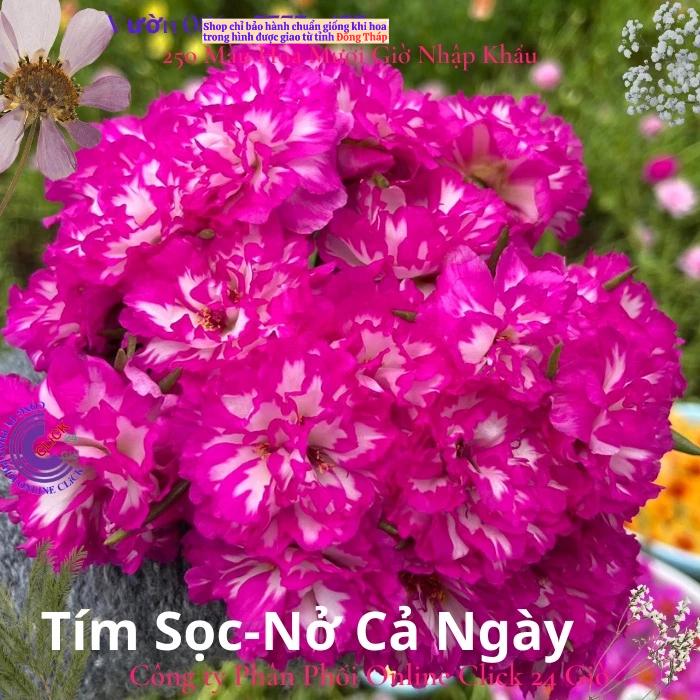 Hoa Mười Giờ 500g Combo 5 loại Cánh Kép NỞ CẢ NGÀY Đẹp Rực Rỡ MM Market