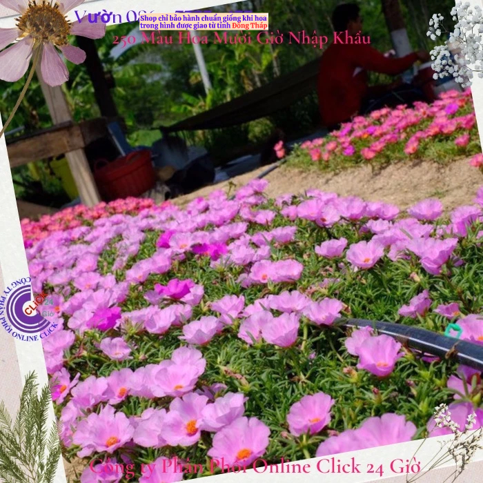 [Được Chọn Màu] Cành Giống Hoa Mười Giờ Mỹ Đơn Màu Hồng Sen Đẹp Lạ MM Market