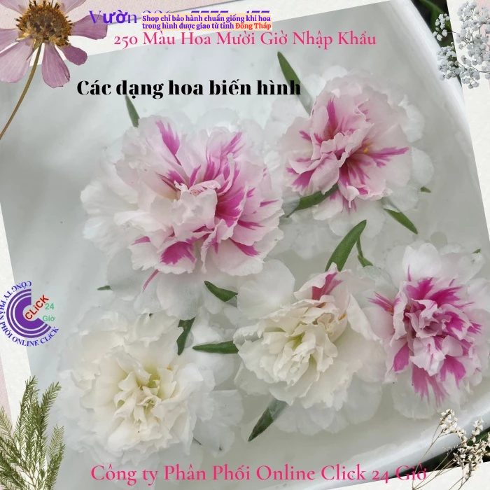 Cành Giống Hoa Mười Giờ Thái Kép Màu Biến Hình Mới Lạ MM Market