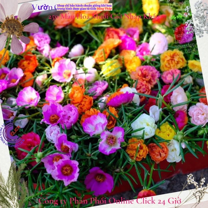 [Gía siêu rẻ] 1 Ký Cành Hoa Mười Giờ Nhiều Màu Cành Tơ MM Market