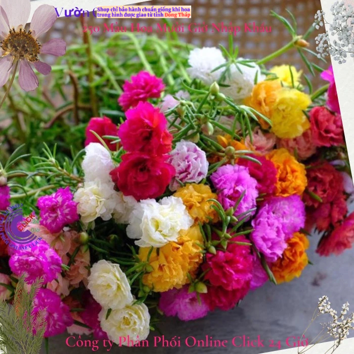 [Gía siêu rẻ] 1 Ký Cành Hoa Mười Giờ Nhiều Màu Cành Tơ MM Market