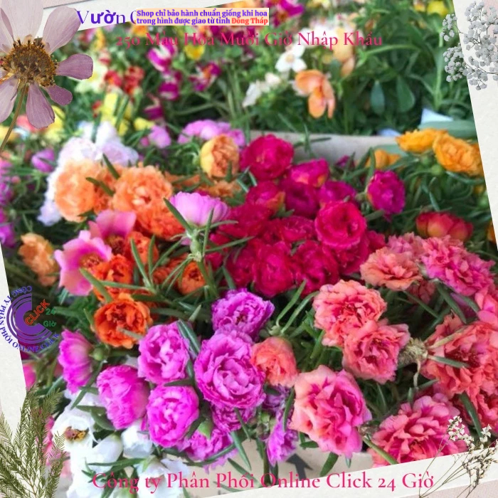 [Gía siêu rẻ] 1 Ký Cành Hoa Mười Giờ Nhiều Màu Cành Tơ MM Market