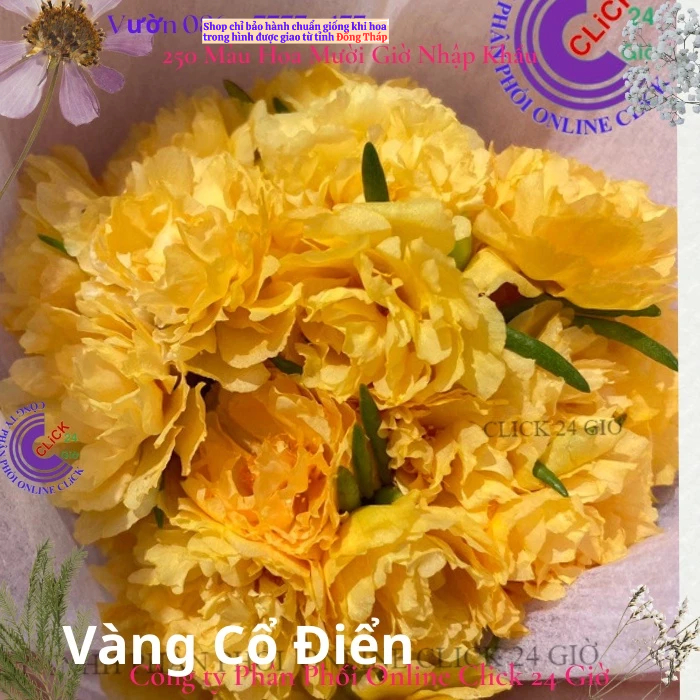 Cành Hoa Mười Giờ Vàng Cổ Điển Xinh MM Market