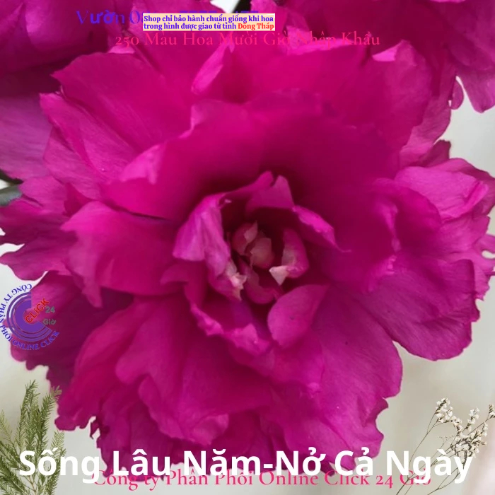 Hoa Mười Giờ 500g Combo 5 loại Cánh Kép NỞ CẢ NGÀY Đẹp Rực Rỡ MM Market