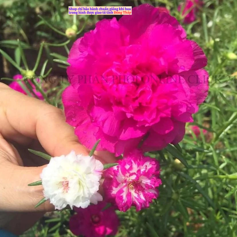 1 Ký Cành Giống Hoa Mười Giờ BÔNG TO KHỔNG LỒ Lớn Gấp 3 Lần So Với Thái Kép MM Market