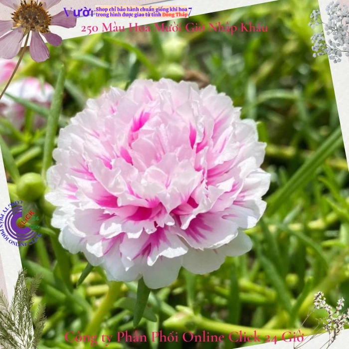 Cành Giống Hoa Mười Giờ Thái Kép Song Hỷ Mới MM Market