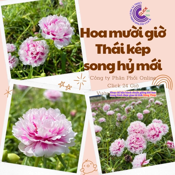 Cành Giống Hoa Mười Giờ Thái Kép Song Hỷ Mới MM Market