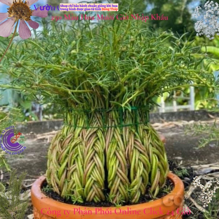 Hoa Mười Giờ Cành Dài Để Tạo Dáng Tiểu Cảnh Sáng Tạo MM Market