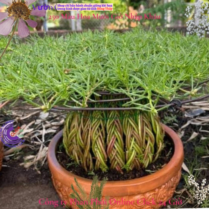 Hoa Mười Giờ Cành Dài Để Tạo Dáng Tiểu Cảnh Sáng Tạo MM Market