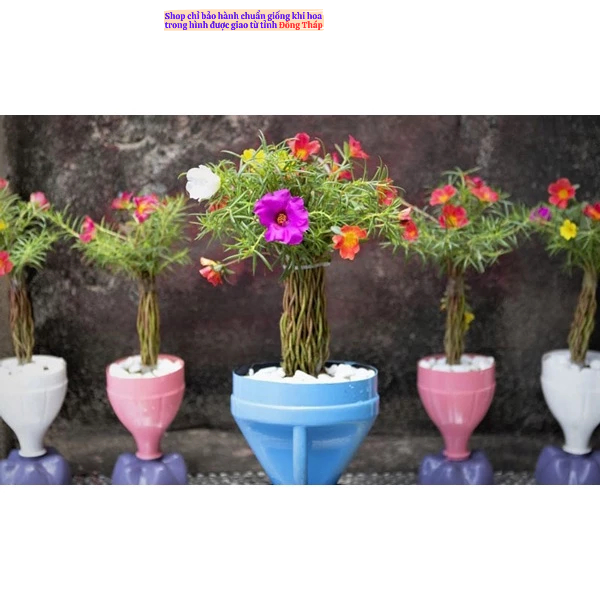 Hoa Mười Giờ Cành Dài Để Tạo Dáng Tiểu Cảnh Sáng Tạo MM Market
