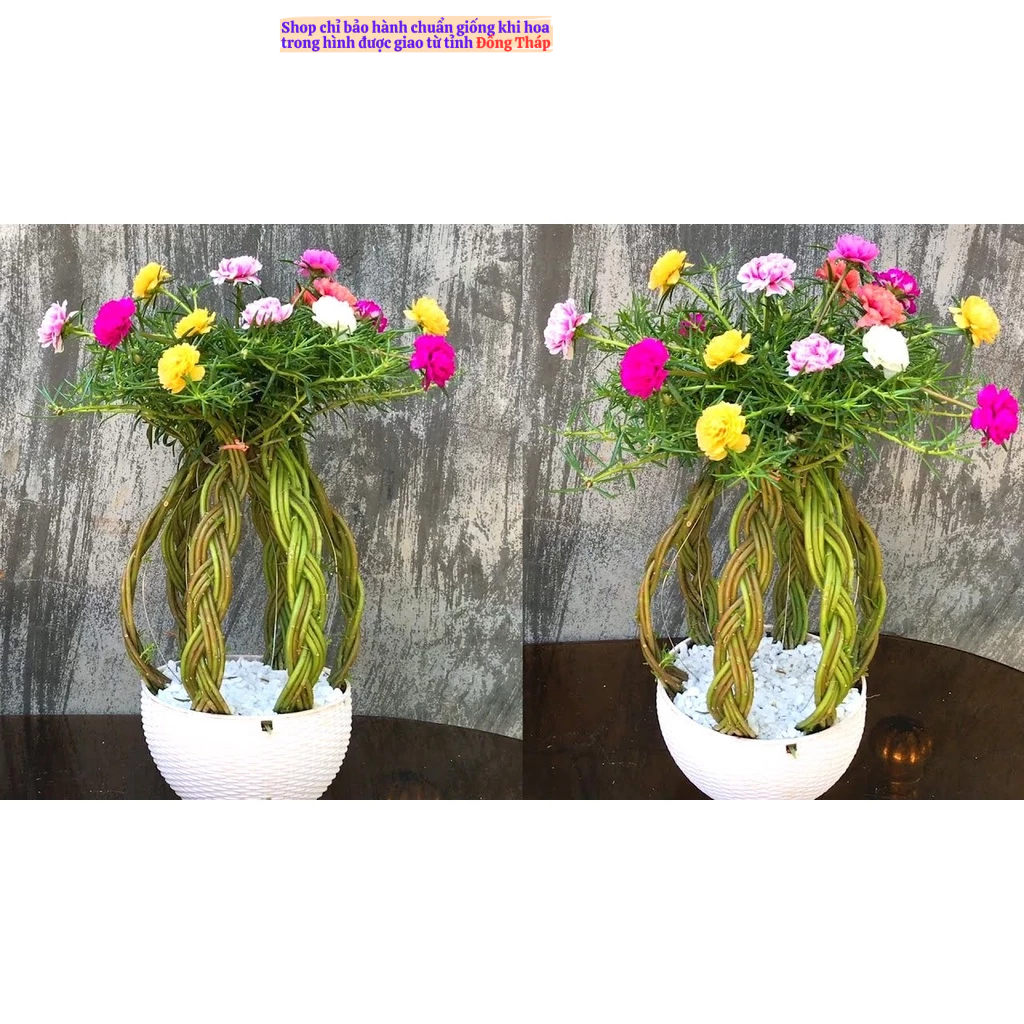 Hoa Mười Giờ Cành Dài Để Tạo Dáng Tiểu Cảnh Sáng Tạo MM Market
