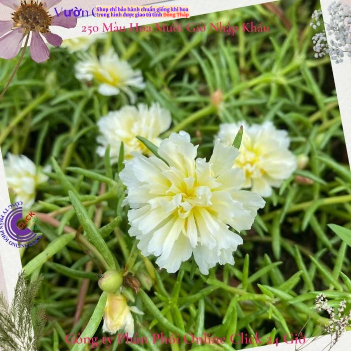 500g Cành Giống Hoa Mười Giờ Tua Cánh Cúc Đủ 3 Màu Mới Lạ Tuyệt Đẹp MM Market