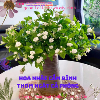 Chậu hoa lài làm trà siêu thơm hoa nhài ta chậu lớn đang hoa️️📒 MiMa market