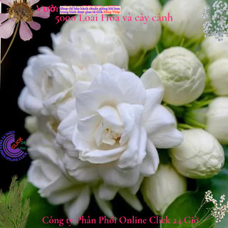 Chậu hoa lài làm trà siêu thơm hoa nhài ta chậu lớn đang hoa️️📒 MiMa market