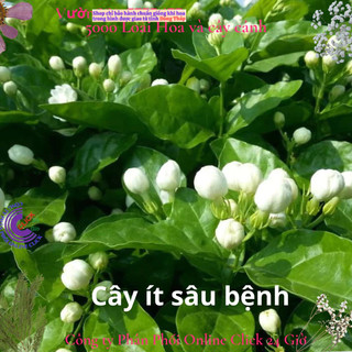 Chậu hoa lài làm trà siêu thơm hoa nhài ta chậu lớn đang hoa️️📒 MiMa market