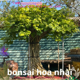 Chậu hoa lài làm trà siêu thơm hoa nhài ta chậu lớn đang hoa️️📒 MiMa market