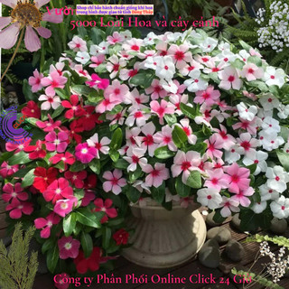 Hoa dừa cạn siêu bông giống hoa to màu trắng tâm hồng đẹp như tranh🎀 MiMa market