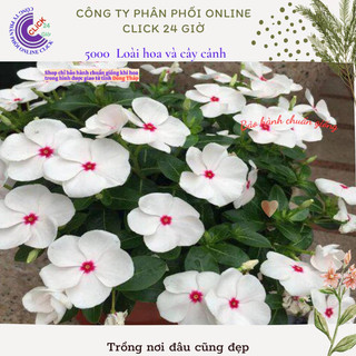 Hoa dừa cạn siêu bông giống hoa to màu trắng tâm hồng đẹp như tranh🎀 MiMa market