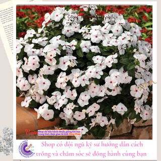 Hoa dừa cạn siêu bông giống hoa to màu trắng tâm hồng đẹp như tranh🎀 MiMa market