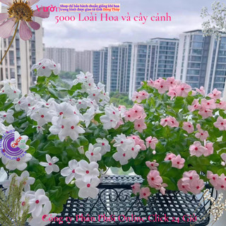 Hoa dừa cạn siêu bông giống hoa to màu trắng tâm hồng đẹp như tranh🎀 MiMa market