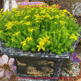 Hoa mười giờ Úc hoa 10 giờ cỏ trang trí tiểu cảnh {️🏠},{️🏡},{️🏤},{️🏰},{🚜},{️️🛴},{🚲},{️🛵},{️🚘}] MiMa market