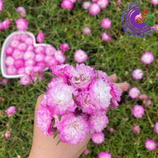 Cành Giống Hoa Mười Giờ Thái Kép MÀU TRẮNG VIỀN TÍM MỚI Cành Tơ Siêu Khỏe Ra Rễ Sau 3 Ngày🌷