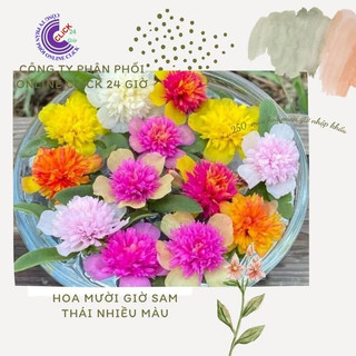 Hoa Sam Kép Siêu Đẹp Nở Cả Ngày Bộ Sưu Tập 30 Màu Hoa Mười Giờ Sam  MiMa market