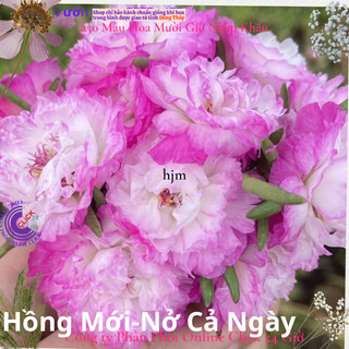 Cành Giống Hoa Mười Giờ Thái Kép MÀU TRẮNG VIỀN TÍM MỚI Cành Tơ Siêu Khỏe Ra Rễ Sau 3 Ngày🌷