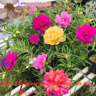 4 Chậu hoa mười giờ thái kép nhiều màu đẹp 🎲 MiMa market