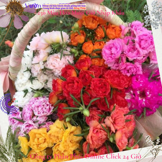 Combo Hoa Mười Giờ Theo Yêu Cầu Khách Hàng