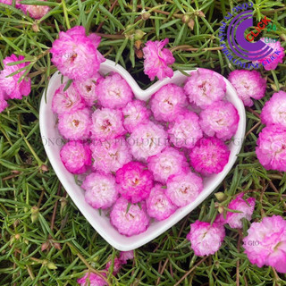 Cành Giống Hoa Mười Giờ Thái Kép MÀU TRẮNG VIỀN TÍM MỚI Cành Tơ Siêu Khỏe Ra Rễ Sau 3 Ngày🌷