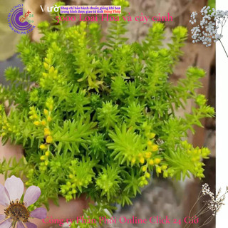 Hoa mười giờ Úc hoa 10 giờ cỏ trang trí tiểu cảnh {️🏠},{️🏡},{️🏤},{️🏰},{🚜},{️️🛴},{🚲},{️🛵},{️🚘}] MiMa market