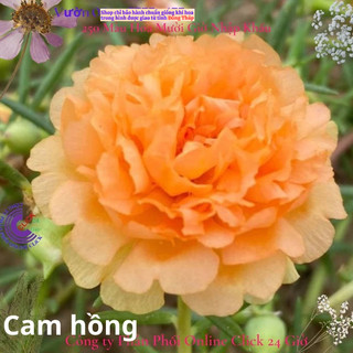 Hoa Mười Giờ Cam Hồng hoa mười giờ MiMa market