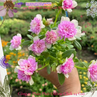 [NỞ CẢ NGÀY] Cành Giống Hoa Sam Kép Màu Vàng Hồng Nhạt Hoa Mười Giờ Sam Thái Kép Màu Đẹp MiMa market