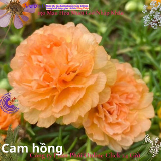 Hoa Mười Giờ Cam Hồng hoa mười giờ MiMa market