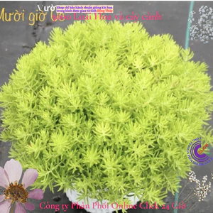 Hoa mười giờ Úc hoa 10 giờ cỏ trang trí tiểu cảnh {️🏠},{️🏡},{️🏤},{️🏰},{🚜},{️️🛴},{🚲},{️🛵},{️🚘}] MiMa market