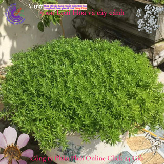 Hoa mười giờ Úc hoa 10 giờ cỏ trang trí tiểu cảnh {️🏠},{️🏡},{️🏤},{️🏰},{🚜},{️️🛴},{🚲},{️🛵},{️🚘}] MiMa market