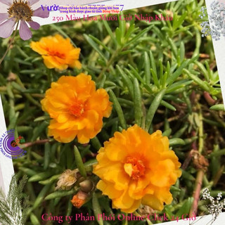 Cành Giống Hoa Mười Giờ Thái Kép Màu Vàng Qúy Tộc Siêu Đẹp️💐