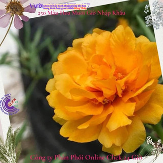 Cành Giống Hoa Mười Giờ Thái Kép Màu Vàng Qúy Tộc Siêu Đẹp️💐