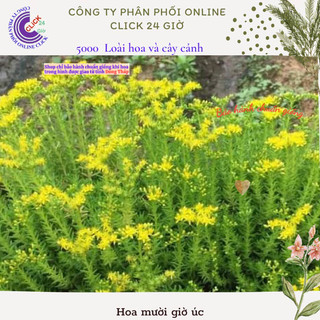Hoa mười giờ Úc hoa 10 giờ cỏ trang trí tiểu cảnh {️🏠},{️🏡},{️🏤},{️🏰},{🚜},{️️🛴},{🚲},{️🛵},{️🚘}] MiMa market