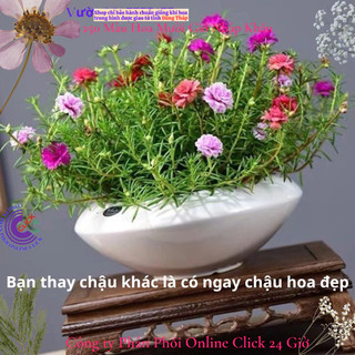 4 Chậu hoa mười giờ thái kép nhiều màu đẹp 🎲 MiMa market