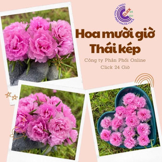 Cành Hoa Mười Giờ Thái Kép Màu Hồng Dịu Dàng Xin Xắn